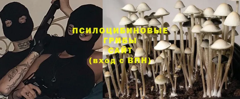 Псилоцибиновые грибы Psilocybine cubensis  Ардон 